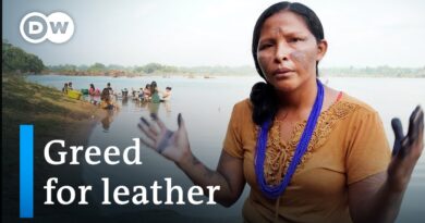 Illegal leather – How the car industry is threatening the rainforest | DW Documentary