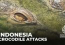 Indonesia crocodile attacks: Mangrove felling causes human-animal conflict