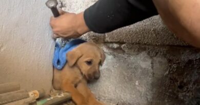 Man Chisels Away Cement Where Dog Got Stuck