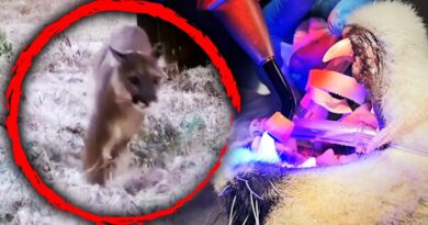 Mountain Lion Gets Root Canal and Is Released Into the Wild