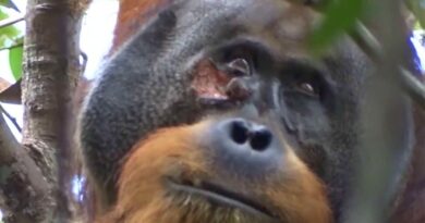 Orangutan Heals Wound With Ointment From Leaves in Indonesia