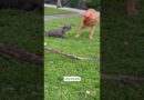 Puppy Tries to Steal Stick From Big Dog #shorts