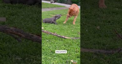 Puppy Tries to Steal Stick From Big Dog #shorts