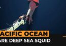 Rare deep-sea squid filmed by scientists | AJ #shorts