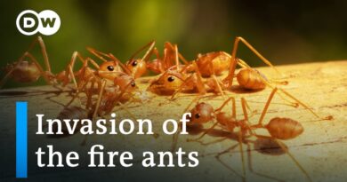Red fire ants invade Italy: Are they a threat in Europe? | Focus on Europe
