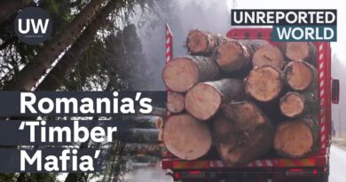 Romania’s deadly ‘Timber Mafia’  | Unreported World