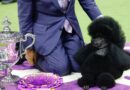 Sage the Miniature Poodle Crowned Best in Show at Westminster Dog Show