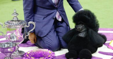 Sage the Miniature Poodle Crowned Best in Show at Westminster Dog Show