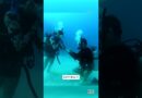 Scuba Diver Pops the Question Underwater #shorts