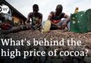 Soaring cocoa prices: Blessing or curse for African farmers? | DW News