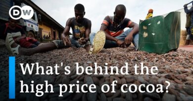 Soaring cocoa prices: Blessing or curse for African farmers? | DW News