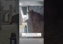 Squirrel Steals Mail Carrier’s Kit Kat #shorts