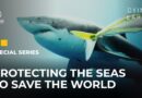 The Last Shark: Protecting the seas to save the world | Dying Earth: E6 | Featured Documentary