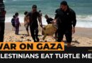 Palestinians resort to eating turtles as food runs out in Gaza