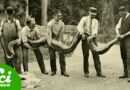 5 Giant Snakes and the Evolution of Super-sized Serpents