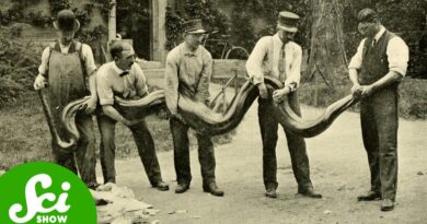 5 Giant Snakes and the Evolution of Super-sized Serpents