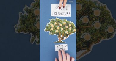 52% of #yuzu grown in #Japan is from the Kochi Prefecture, where its #fruit is sold for 10 cents.