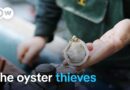 A tough business – The oyster farmers of Arcachon  | DW Documentary