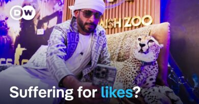 Animals on Instagram – Costumed dogs and tigers in Lamborghinis | DW Documentary
