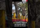 AUD में दीवारों पर प्रतिरोध का स्वर निकालती तस्वीरें खामोश कर दी गई हैं. #nldocumentary