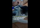 Cat caught smuggling drugs into prison into Costa Rica