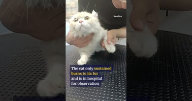 Cat in China holds onto window railings to escape fire #shorts