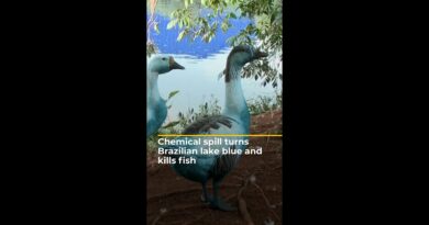 Chemical spill turns Brazilian lake blue and kills fish | AJ #shorts