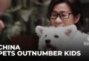 China’s booming pet industry: Pets are set to outnumber toddlers in just five years