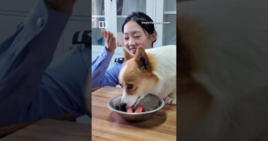 China’s police corgi caught stealing sausage during patrol #shorts