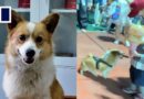 China’s police corgi caught stealing sausage during patrol