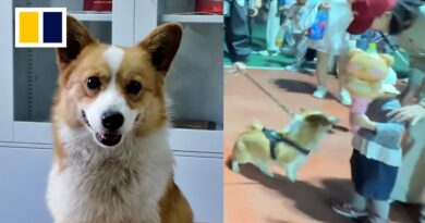 China’s police corgi caught stealing sausage during patrol