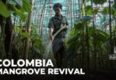 Colombia’s bold efforts to restore mangroves amid climate crisis