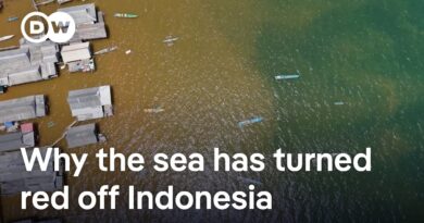 Concern grows over illegal nickel mining in Indonesia | DW News