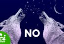Did We Just De-Extinct Dire Wolves?!