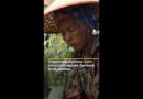 Displaced civilians turn reluctant opium farmers in Myanmar | AJ #shorts