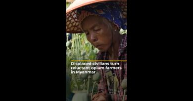 Displaced civilians turn reluctant opium farmers in Myanmar | AJ #shorts