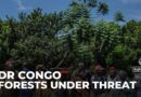 DR Congo’s tropical forests under threat: Illegal logging in UNESCO World Heritage site