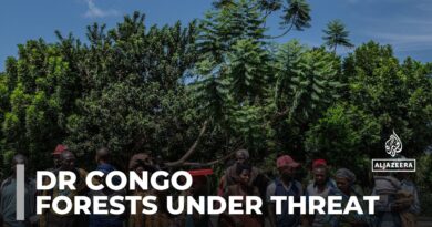 DR Congo’s tropical forests under threat: Illegal logging in UNESCO World Heritage site