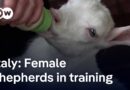 How an Italian shepherd school creates opportunities for women in the countryside | Focus on Europe