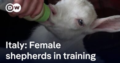 How an Italian shepherd school creates opportunities for women in the countryside | Focus on Europe