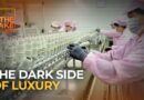 How are Chinese TikTokers fighting Trump’s trade war? | The Take