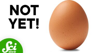 How Do Eggs Know When to Hatch?