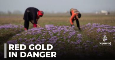 Indian-administered Kashmir saffron trade: Farmers facing off with endangered porcupines