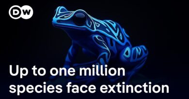 Is it enough to save species in parks or do we need to rethink how we live? | DW News