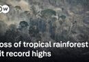 Is the Amazon transitioning from tropical forest to dry savanna? | DW News