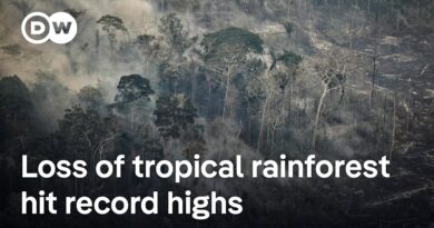 Is the Amazon transitioning from tropical forest to dry savanna? | DW News