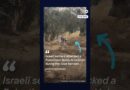 Israeli settlers violently attack home of prominent Palestinian activist in the West Bank | DW News
