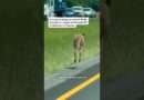 Kangaroo Startles Drivers on an Alabama Interstate