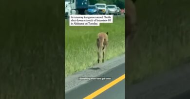 Kangaroo Startles Drivers on an Alabama Interstate