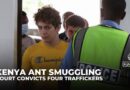 Kenya court convicts four in ‘ant gang’ smuggling case involving exotic pet trade